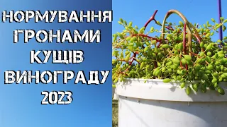 Нормування гронами кущів винограду