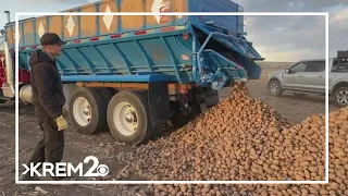 Hutterites share 250 Tons of free potatoes in Reardan