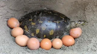 Finding Tortoise and Eggs in Soil Hole | Boy Searching Tortoise