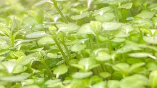 *UPDATE Chinese 'carpet' seeds from AMAZON!