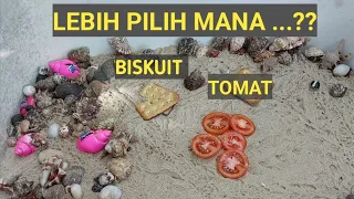 Hermit crab food / hermit crab | wafers vs tomatoes #kelomang #kelomangdarat #umagumang