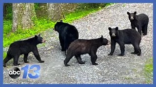 Black bear population booms as state aims to slow growth