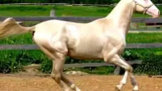 Vitas and white Akhal-Tekes to the sound of 3 White Horses