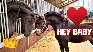 Hey baby, look how pretty I am! Johnny says hi to Queen👑Uniek | Friesian Horses