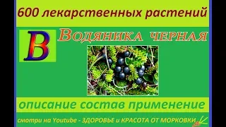 водяника черная 600 лекарственных растений