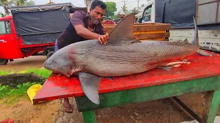 Amazing !! Giant Shark Fish Cutting | Sea Fish Cutting Skill in Rural Village Fish Market