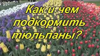 Весенняя подкормка тюльпанов - это нужно сделать сейчас!!!