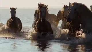 Horses in the nature Relaxing music