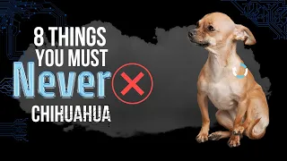 8 Things You Must Never Do to Your Chihuahua | Chihuahua owner