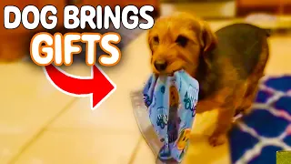 Dog Brings Me Random Gifts When I Get Home 🐾 | PAWSOME PETS
