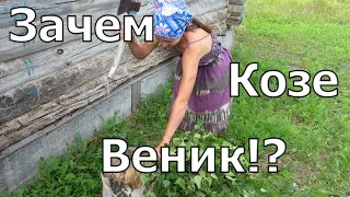 Сколько сена и веников нужно козам на зиму