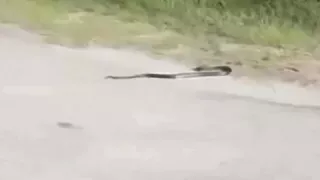 snake go crazy and killed itself