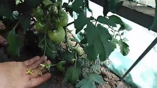 Обзор томатов ДЖИТИ-ИР1/GT-IR1  и Махитос