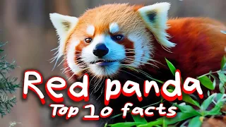 Red panda. TOP 10 unexpected facts