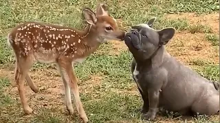 The World’s Most Unexpected Animal Friendships! | Animal 2023