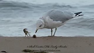 RING-BILLED GULL, flying, w/crayfish Larus delawarensis