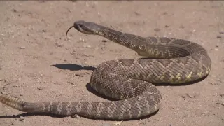 Rattlesnake sightings are on the rise. Here's what to do if you spot one