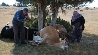 Kütahya Valiliği inekleri telef olan yaşlı çifte ulaştı