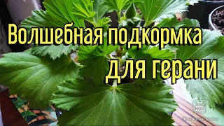 Волшебная подкормка для герани/ пеларгонии| Цветет целый год!