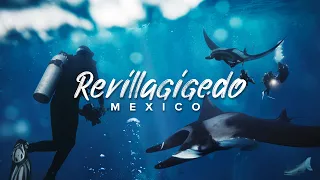 Diving with Mantas, Hammerheads & Whale sharks | Socorro, Mexico