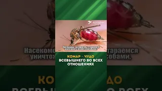 Воистину, Аллаh не смущается приводить притчи о комаре или том, что меньше его #shorts