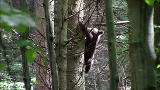 Bears in Transylvania 2019