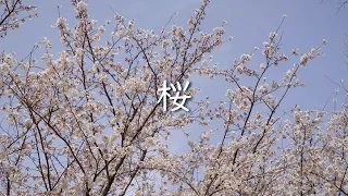 【LUMIX GH6】桜（テスト撮影）