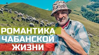 Один день с чабаном в горах Чечни