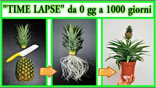 TIME LAPSE ANANAS birth and growth from zero to 3 years, with flowering of the plant