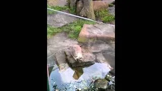 Otters playing at Scarborough sealife