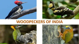 Woodpeckers of India 🇮🇳 | Birds | Indian Birds