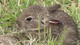 Weasel hunting for baby rabbits