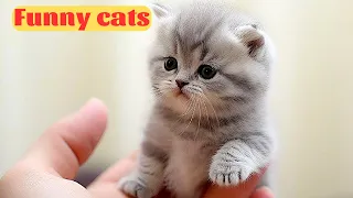 New Funny Animals - Funniest Cats and Dogs Videos - Part 62