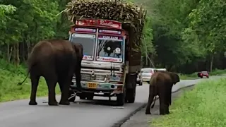 elephant eating sugarcane from truck