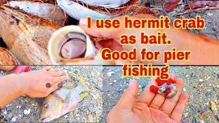 hermit crab as live bait/pier fishing w/o fishing rod