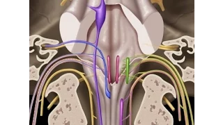 Cranial nerves IX, X, XI & XII