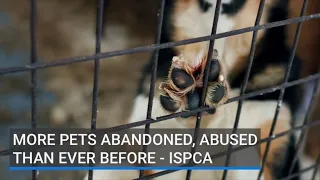 More pets abandoned, abused than ever before - ISPCA