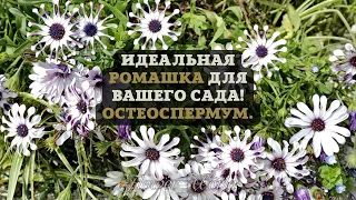 Идеальная ромашка для вашего сада! Остеоспермум. 🌼