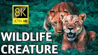 Wildlife Creature in 8K ULTRA HD VIDEO 60FPS