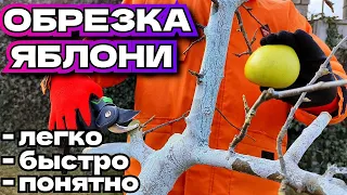 Обрезка яблони для новичков : легкий метод понятная схема