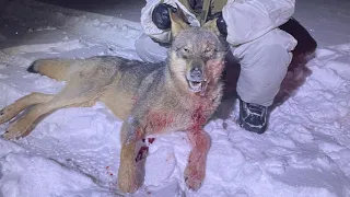 Охота на Волка 🐺 нашли первого подранка! 2я - часть