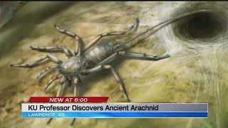 KU professor describes newly discovered prehistoric spider