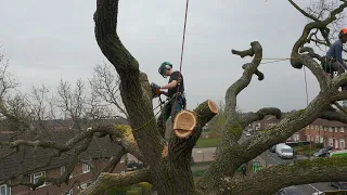 How to fell an English Oak Tree - With Essex Tree Care