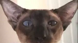 Siamese cat has a chuckle