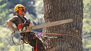 STIHL chainsaws and crane used to take down huge dead White Fir tree in Forest Falls CA