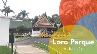 Loro Parque - video 2/3