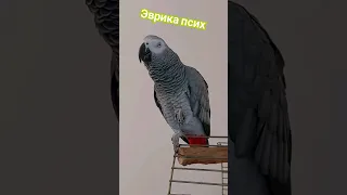 Папуга Евріка /  ГОВОРЯЩИЙ ПОПУГАЙ ЭВРИКА ПСИХ