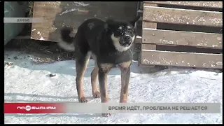 Отловом бродячих собак в Иркутске временно занимается питомник "К-9"