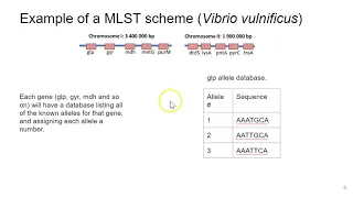 What is multi locus sequence typing