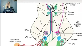 Anatomy of CNS Module in Arabic 2024 (Vestibular pathway), by Dr. Wahdan.